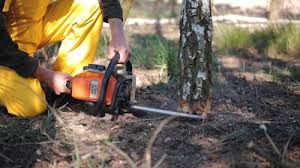 Best Tree Maintenance Programs  in Elk Rapids, MI