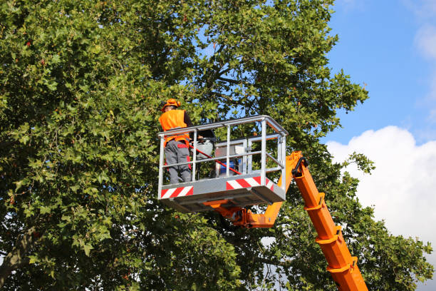 Best Arborist Consultation Services  in Elk Rapids, MI