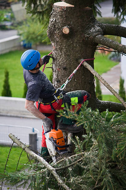 Best Tree and Shrub Care  in Elk Rapids, MI