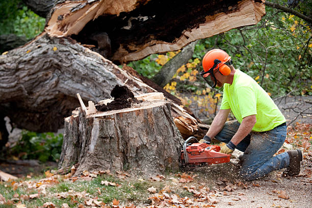 Best Tree Disease Treatment  in Elk Rapids, MI